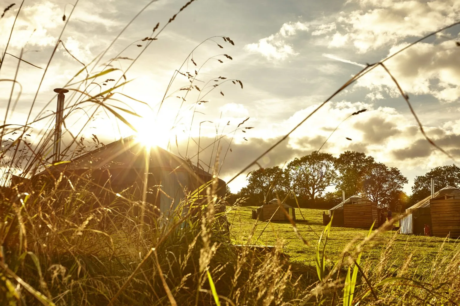 Evening sun low over the long grass of the meadow
