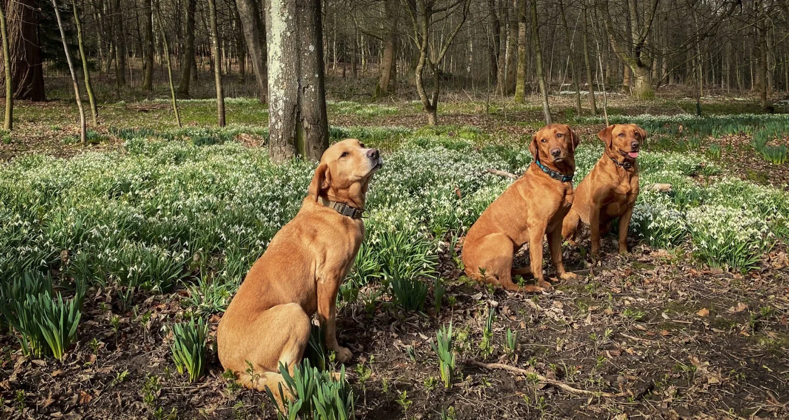 Three brown dogs sitting among snowdrops in the woods